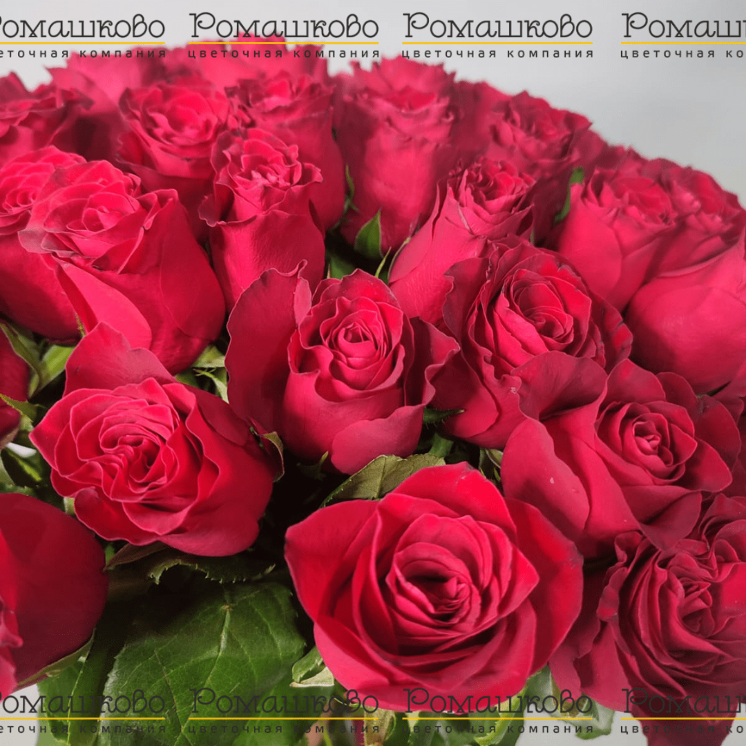 Букет из 51 красных роз Кения (50см)