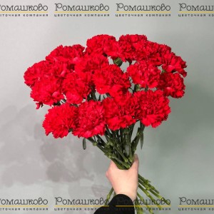 Превью 20 Красных гвоздик