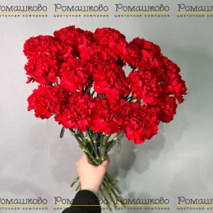 Превью 20 Красных гвоздик